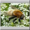 Merodon equestris - Narzissenschwebfliege 33.jpg